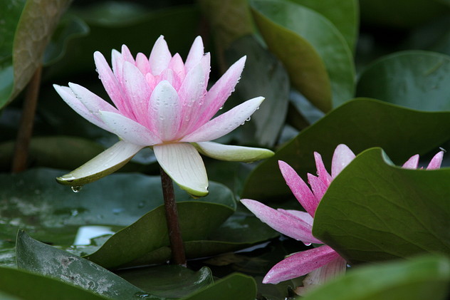Seerose