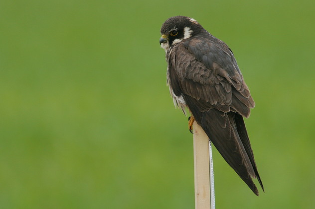 Baumfalke