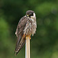 Baumfalke