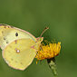 Goldene Acht