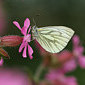 Schmetterlinge