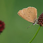 Dunkler Wiesenknopf-Ameisenbl&auml;uling
