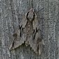 Tannenpfeil / Kiefernschw&auml;rmer
