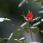 November