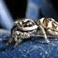 Zebraspringspinne