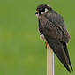Baumfalke