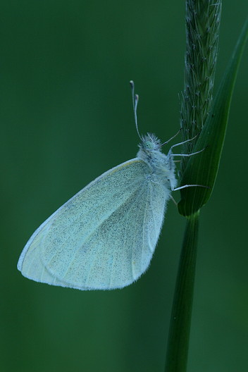 Kleiner Kohlweißling