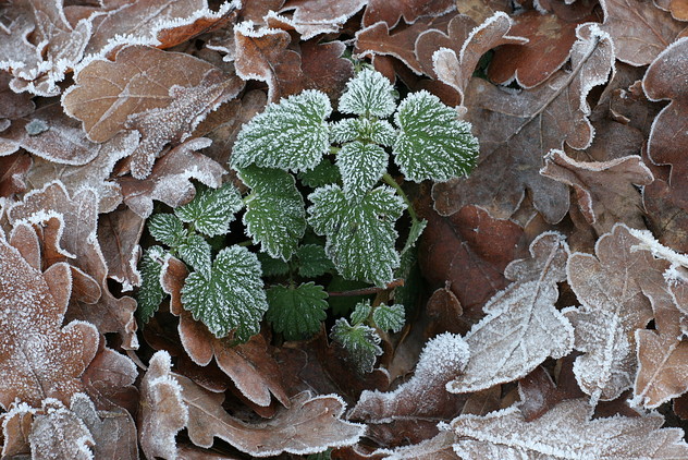 Große Brennnessel