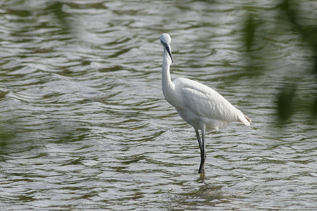 Seidenreiher