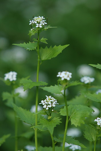 Knoblauchsrauke