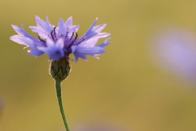 Kornblume