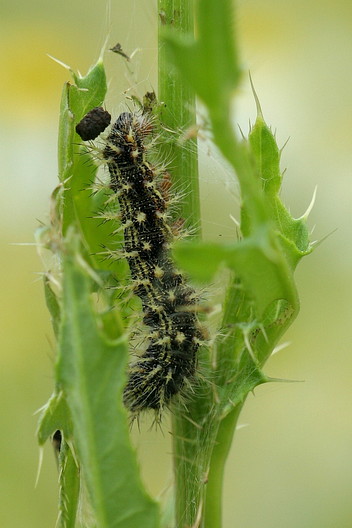 Distelfalter (Raupe)