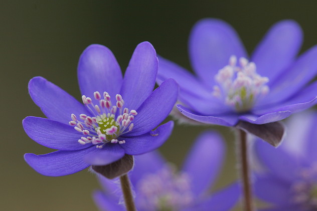 Leberblümchen