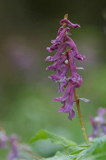 Hohler Lerchensporn