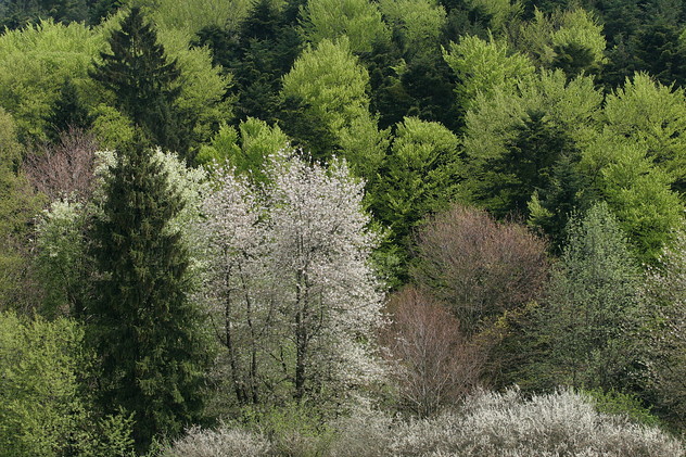 Mischwald im Frühling