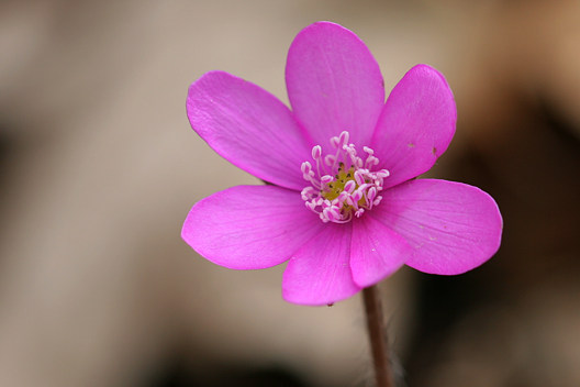 Leberblümchen