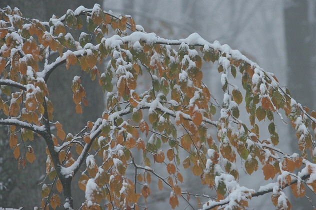 Herbstliches Buchenlaub und Schnee