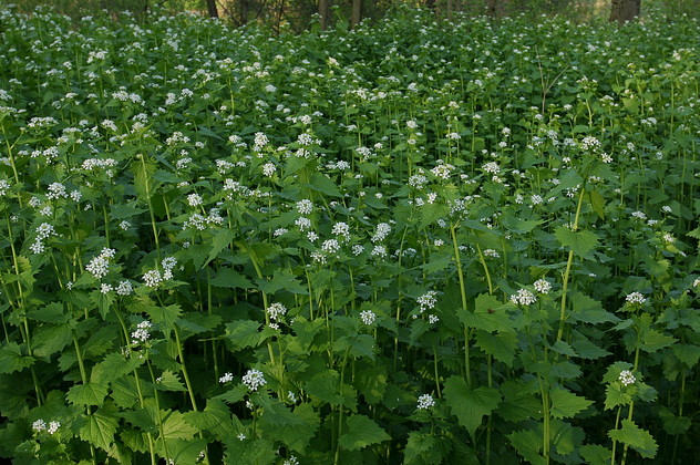 Knoblauchsrauke