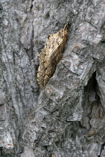 Großer Kohlweißling
