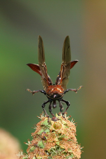 Rüsselkäfer, Curculionidae