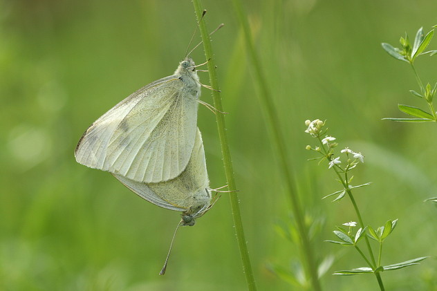 Kleiner Kohlweißling