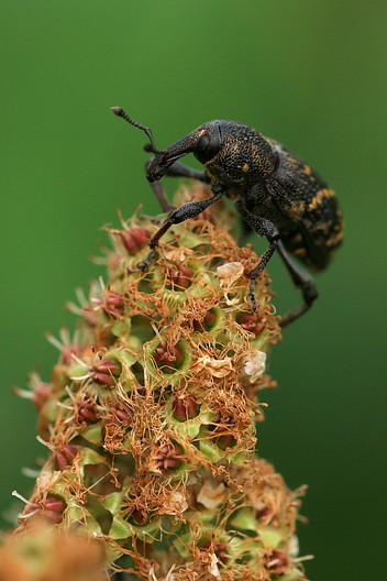 Rüsselkäfer