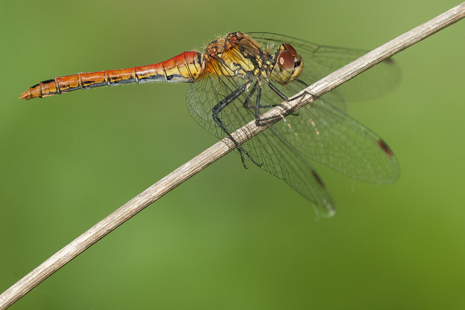Blutrote Heidelibelle