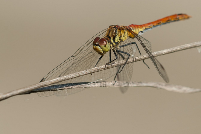 Blutrote Heidelibelle, Sympetrum sanguineum (O.F.MÜLLER, 1764)