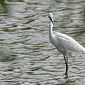 Seidenreiher