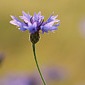 Kornblume