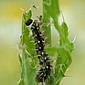 Distelfalter (Raupe)
