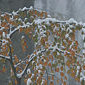 Herbstliches Buchenlaub und Schnee