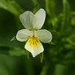 Ackerstiefm&uuml;tterchen
