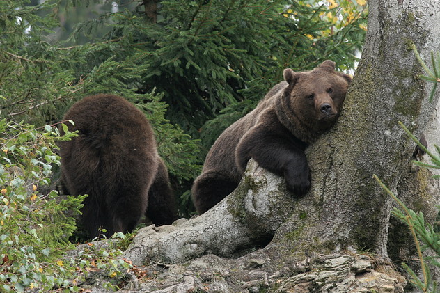 Zwei Braunbären