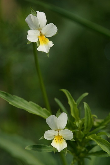 Ackerstiefmütterchen