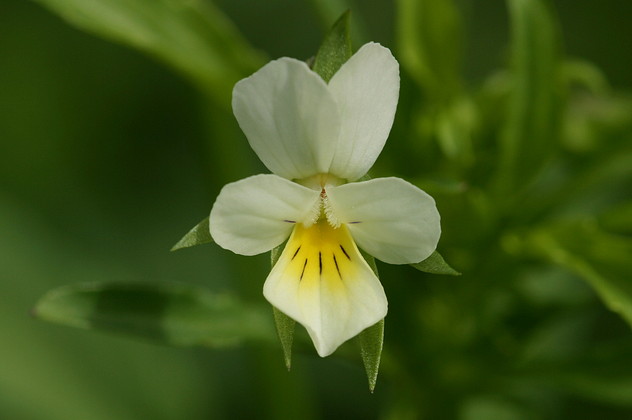 Ackerstiefmütterchen
