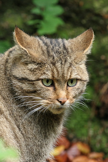 Wildkatze