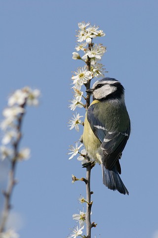 Blaumeise, Cyanistes caeruleus (Parus caeruleus) (LINNAEUS, 1758)