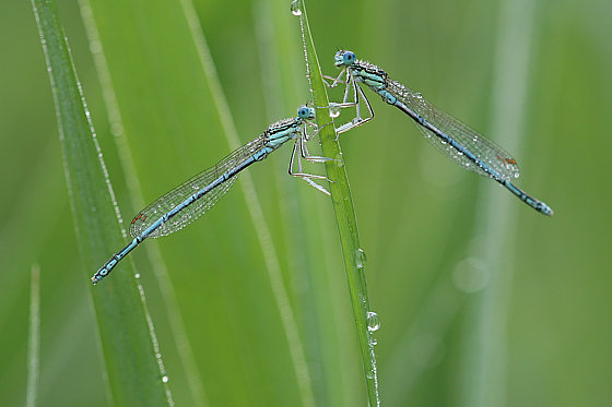 Blaue / Gemeine Federlibelle