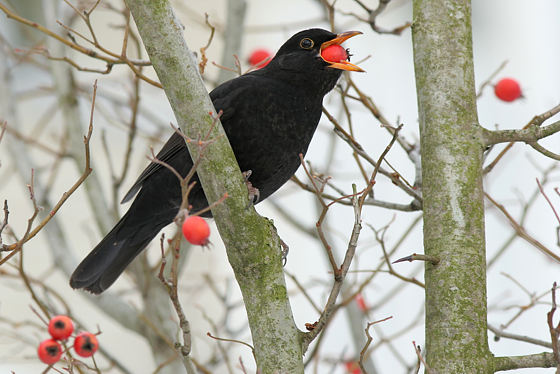 Amsel, Turdus merula (LINNAEUS, 1758)