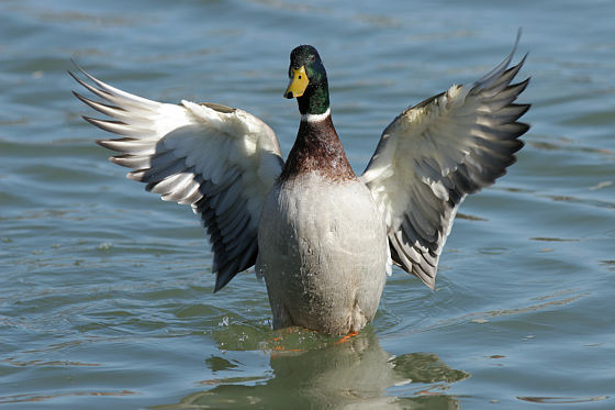 Stockente