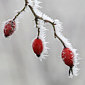 Dezember