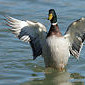 Stockente