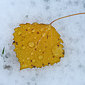 November