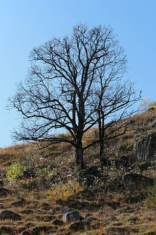 Bergahorn