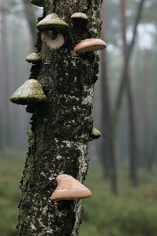 Birkenporling