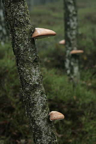 Birkenporling