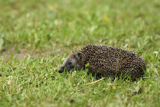 Braunbrustigel / Igel
