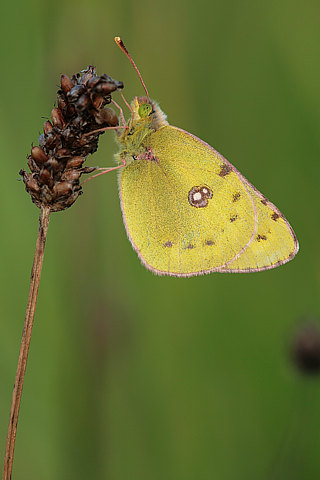 Goldene Acht