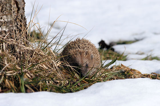 Braunbrustigel / Igel